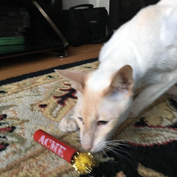 Cat with TNT Sticks