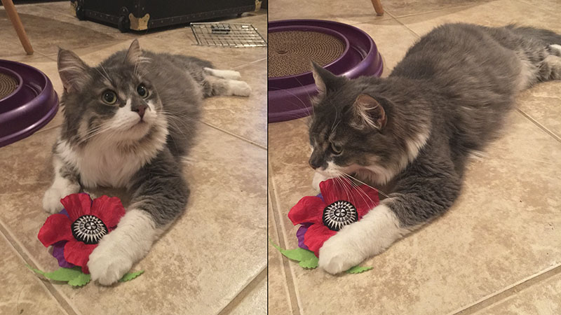 Cat with Giant Catnip Poppy