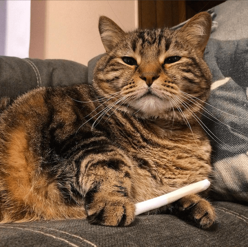 Cat with Catnip Joint