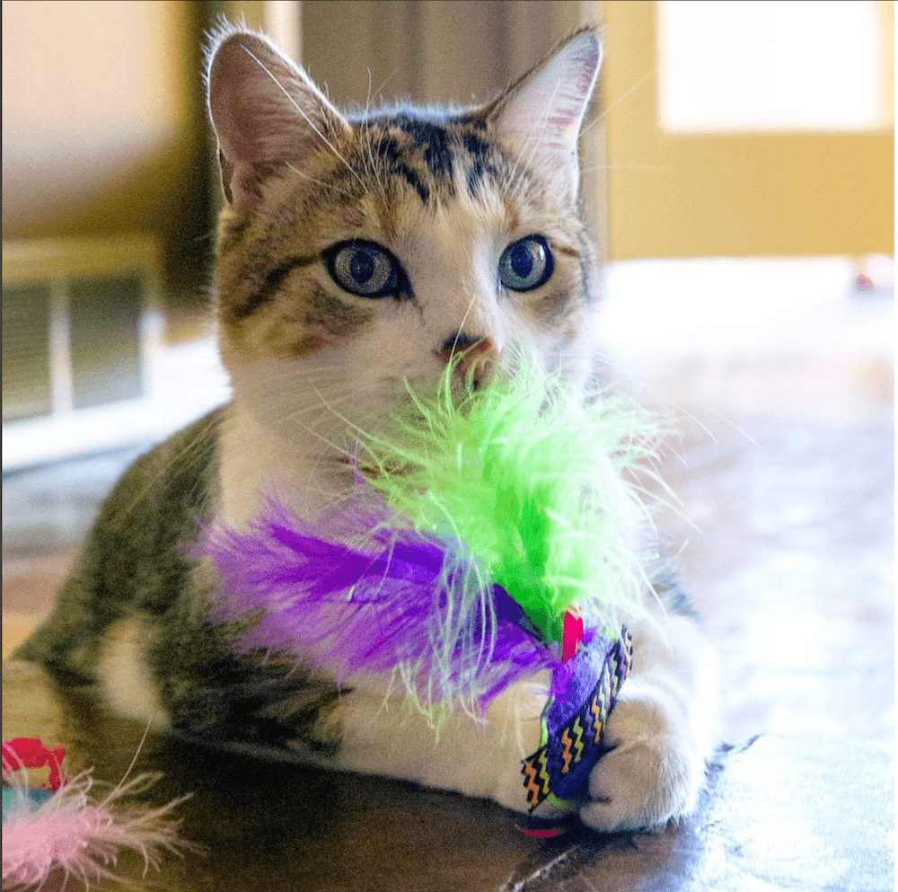 Cat with Catnip Confetti