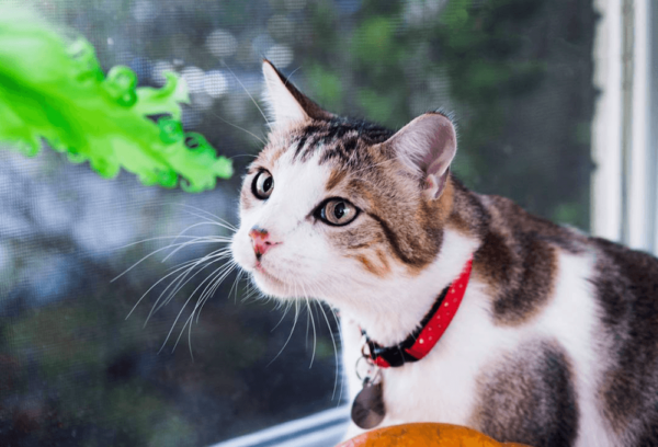 Prosciutto wears Neko collar and sniffs butterfly feather