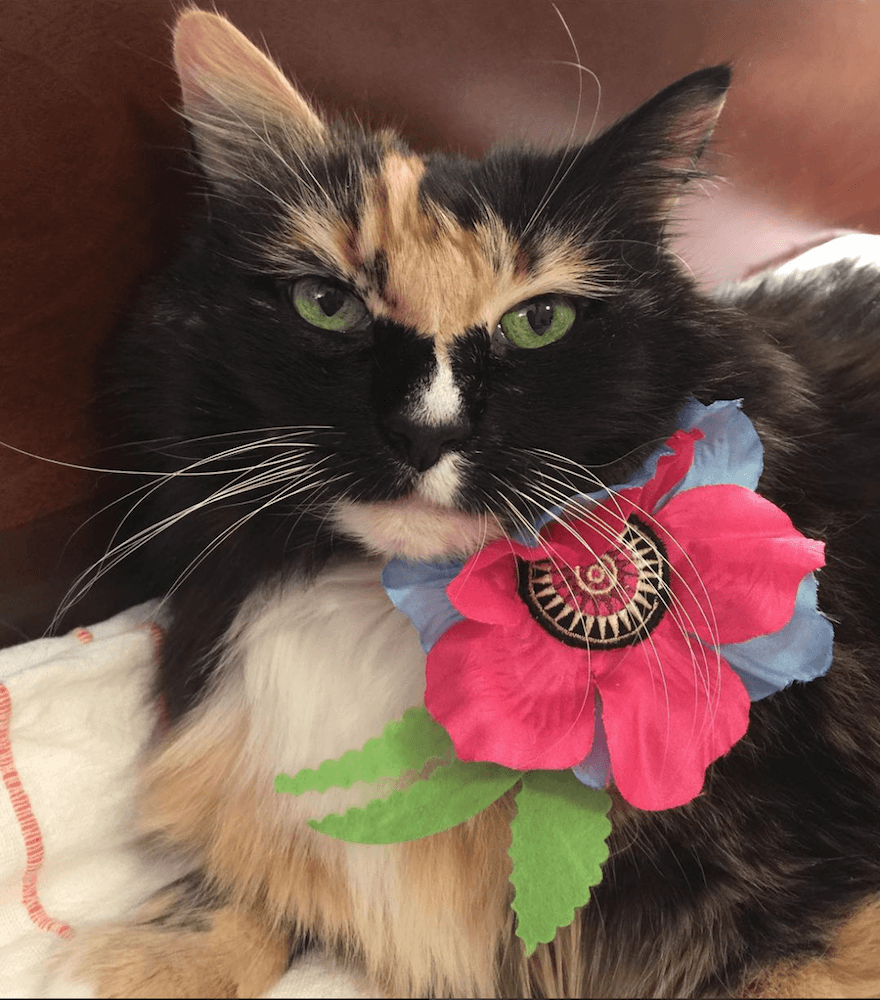 Cat with Giant Catnip Poppy