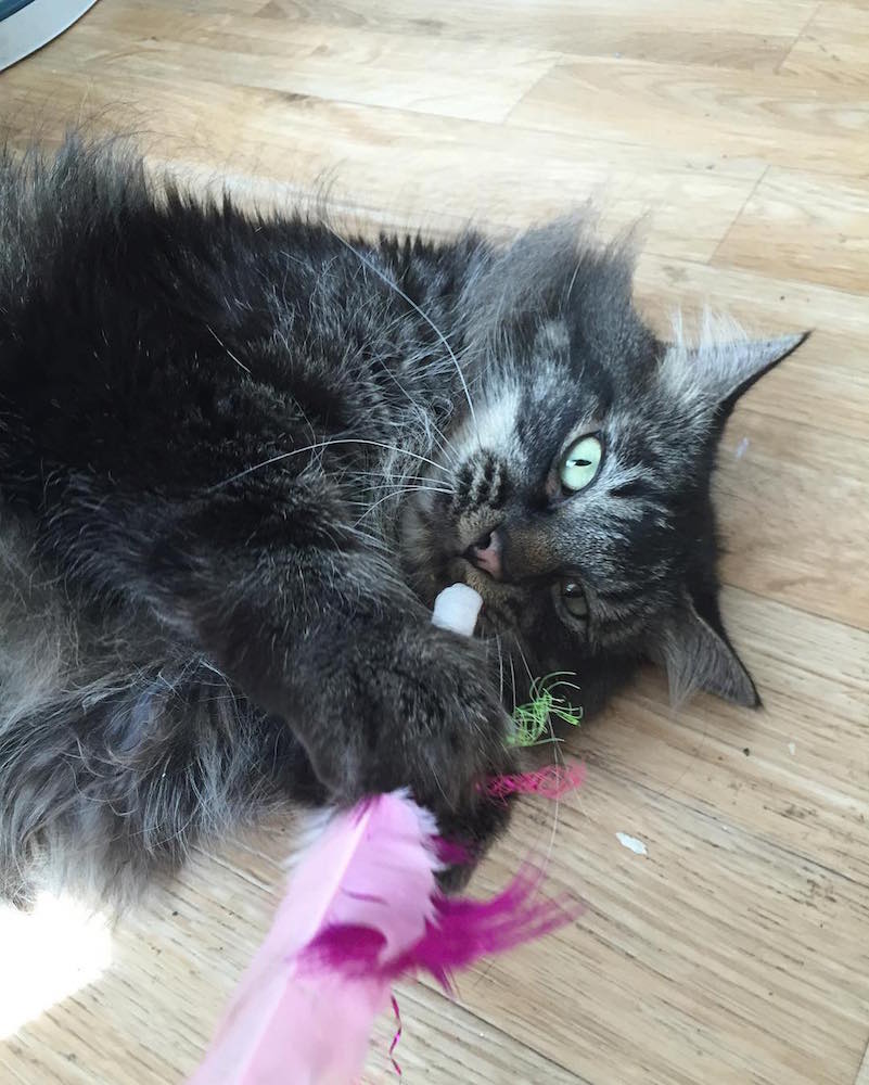 Cat with Catnip Joint