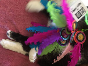 Pookie with Party Favors Catnip Toy