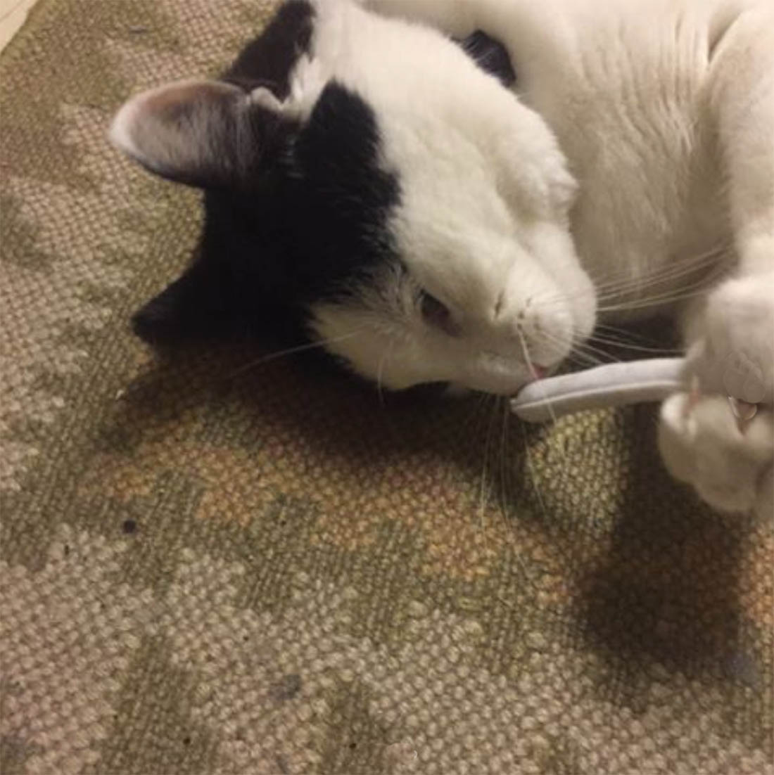 Cookie with Catnip Joint