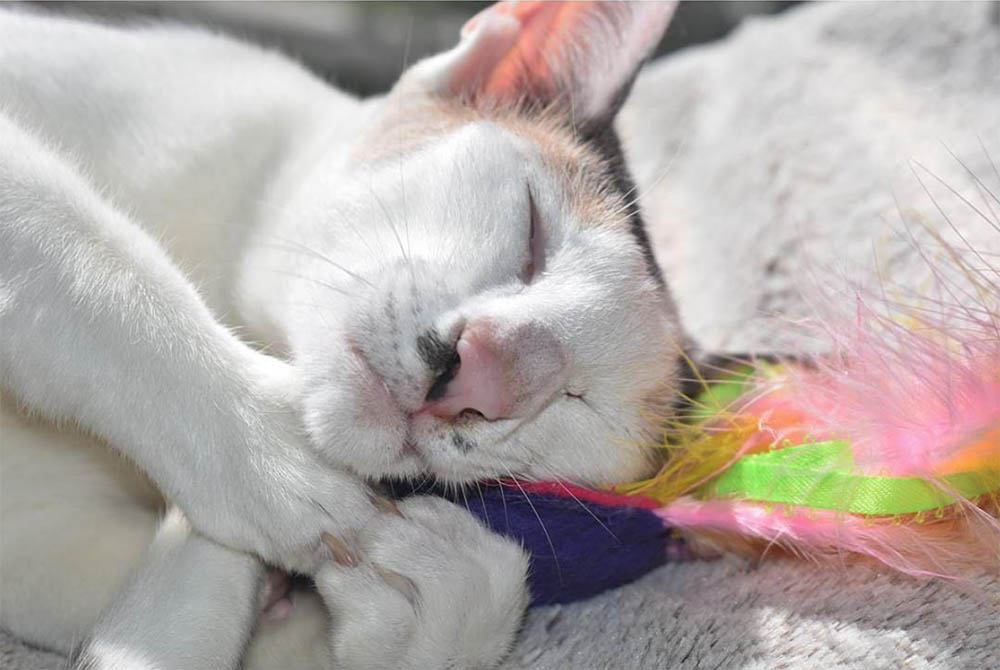 Alice with Catnip Skull