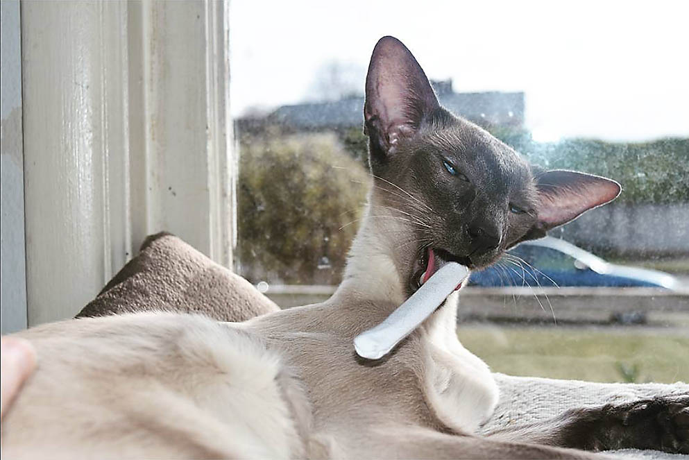 Spock and a Catnip Joint