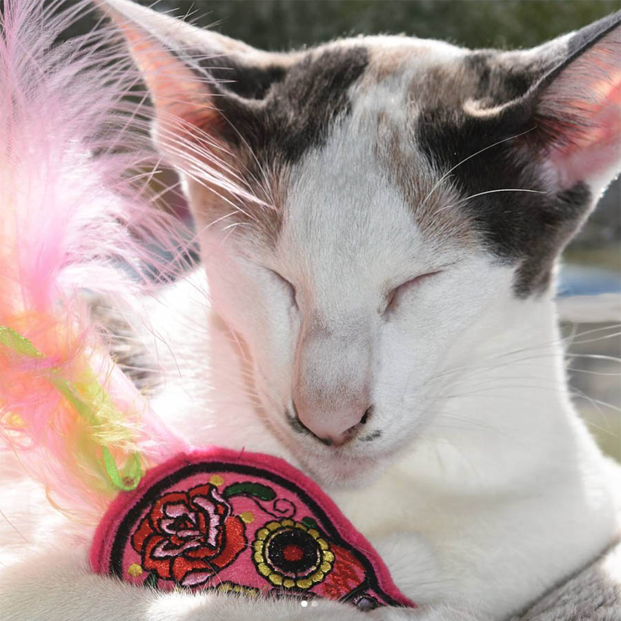 Alice with Catnip Skull