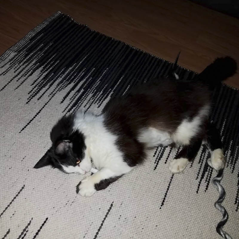 Cat with Stark Raving Cat's Catnip Joints