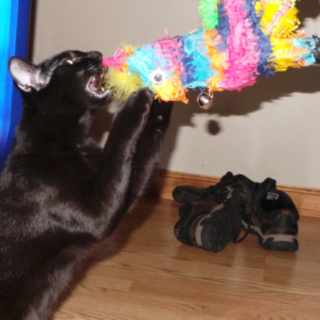 Cat with Catnip Piñata