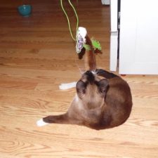 rats4scrappin cat with butterfly Catnip Toy