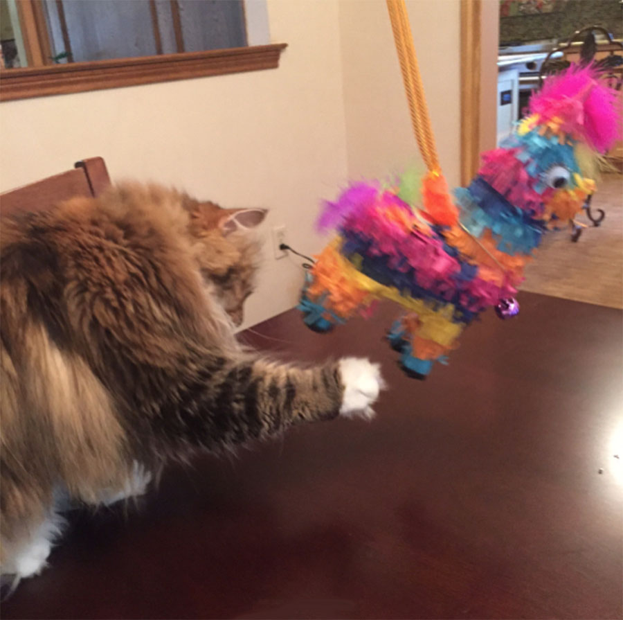 Leila with Piñata