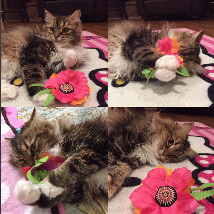 Cat with Giant Catnip Poppy