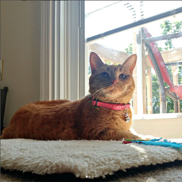Annie models her favorite Neko cat collar