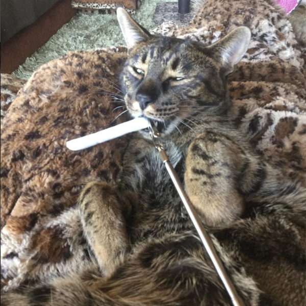 Zombie with catnip joint and telescoping wand