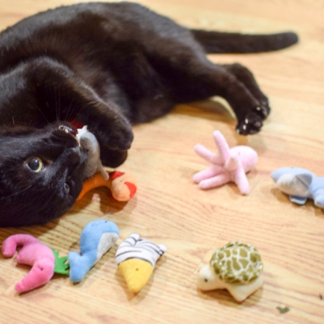 Cat and Beach Babies