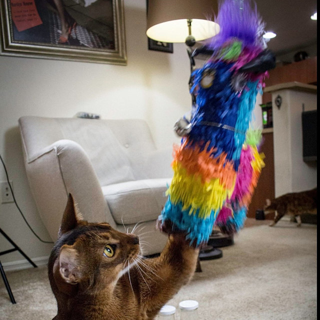 Cat with Catnip Piñata