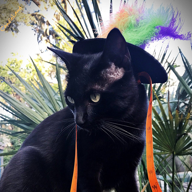 Halloween Cat Hat