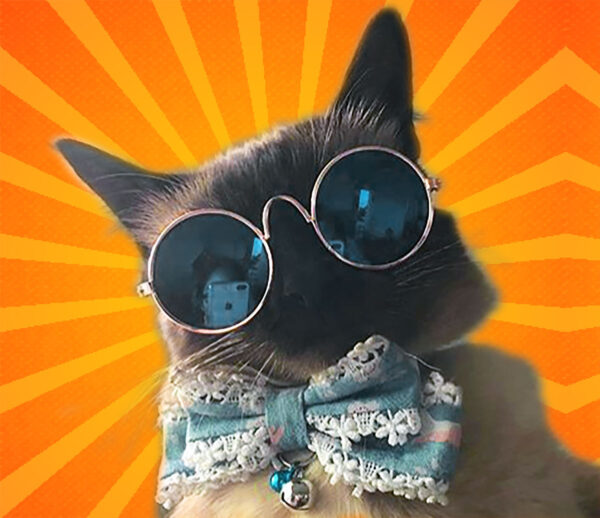 Cat with Sunglass and Catnip Joint Gift Set for Cats, featuring Mirrored Pet Sunglasses