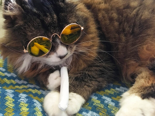 Cat with Sunglass and Catnip Joint Gift Set for Cats, featuring Mirrored Pet Sunglasses