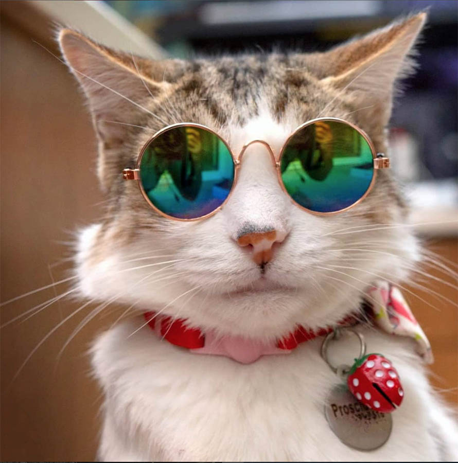 sunglasses for cat