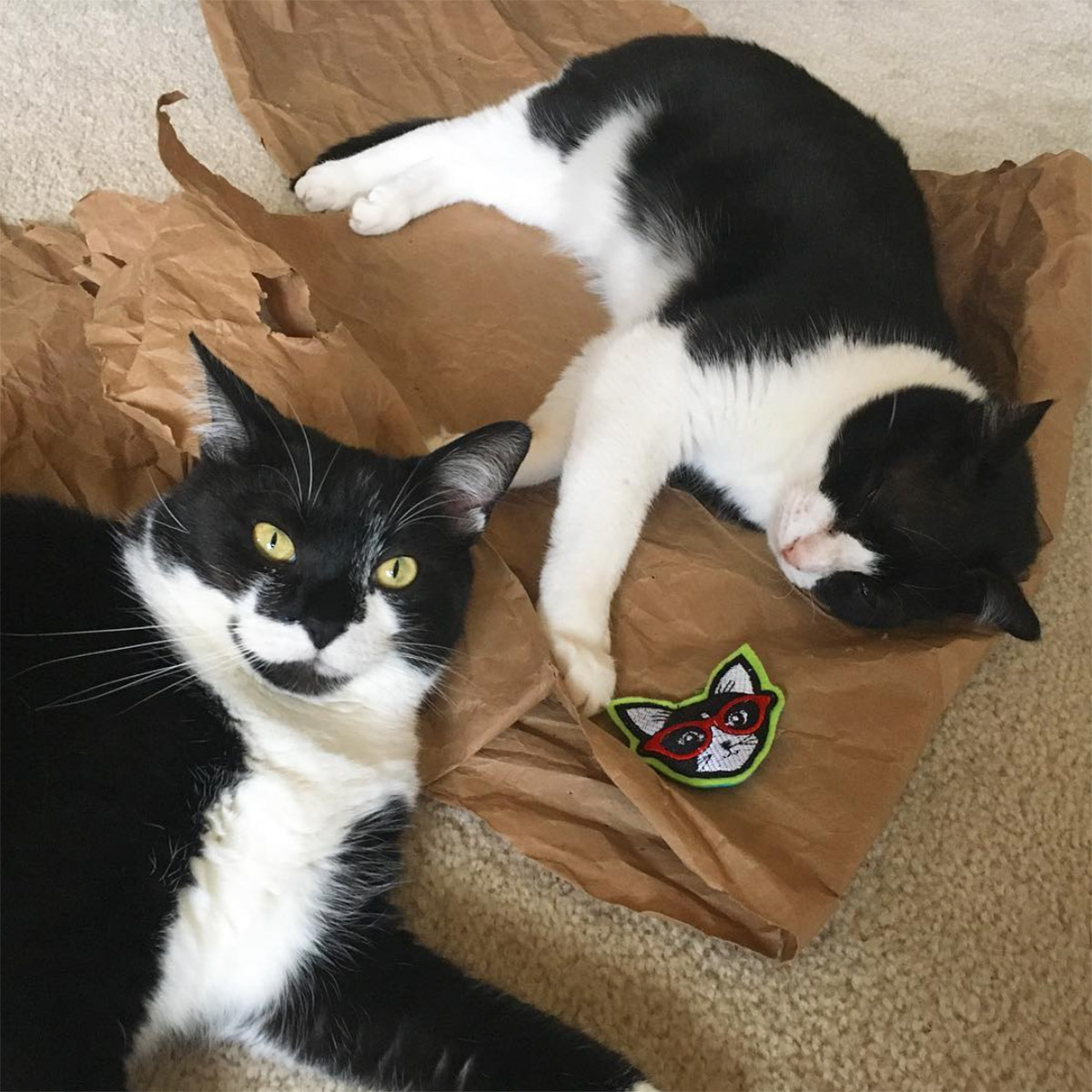 awesome cat toys