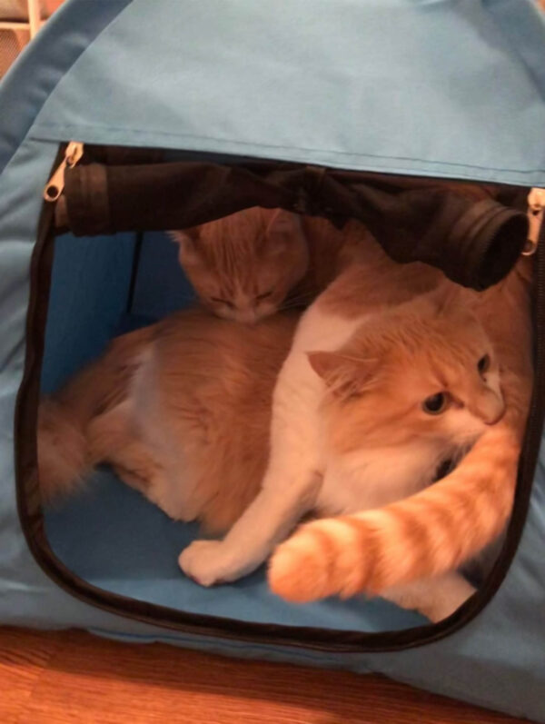 Two Cats in Blue Tent