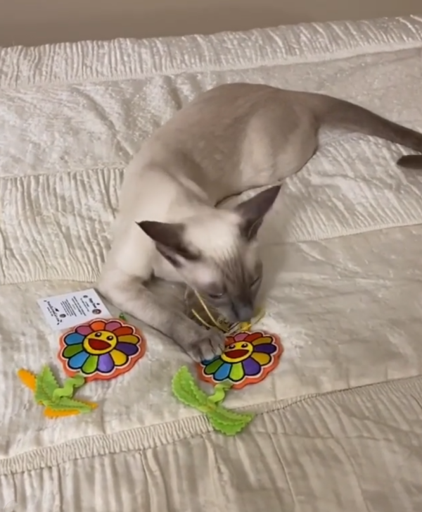 Happy Flower Cat Toy