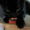 Please Adopt Pin