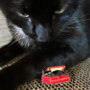 Please Adopt Pin