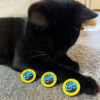 Black Cat Society Pin