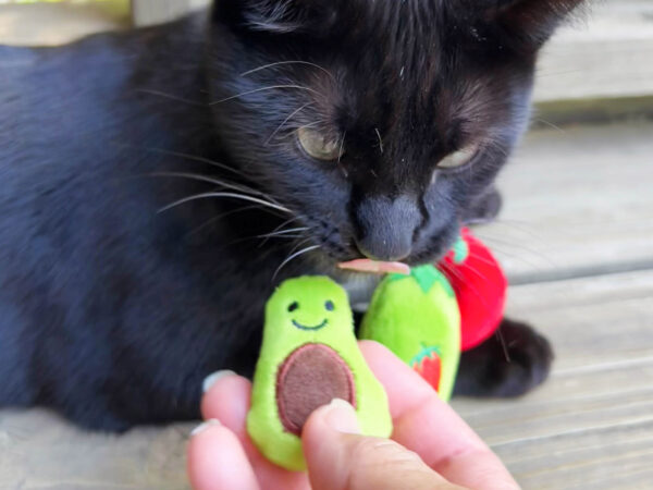 Baby Avocado & Chilies Catnip Toy Set