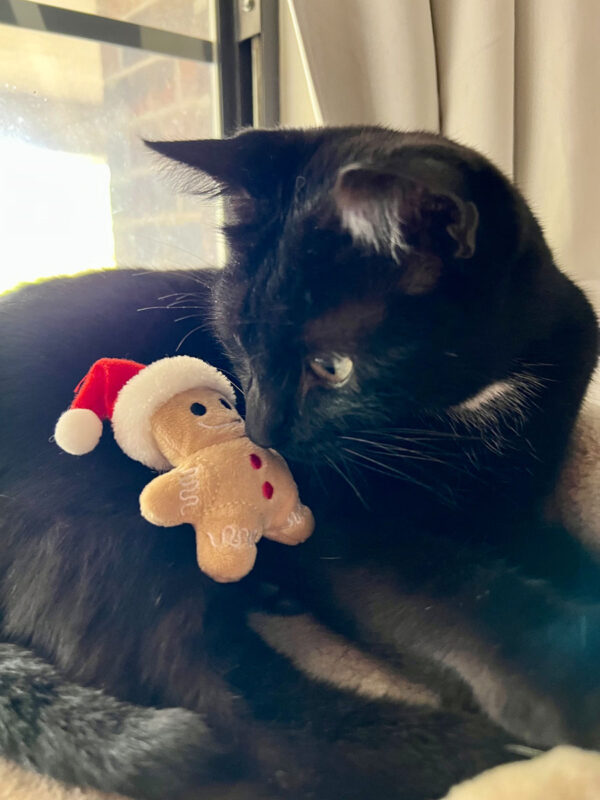 Gingerbread Catnip Toy